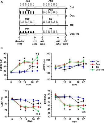 Structural and Electrophysiological Changes in a Model of Cardiotoxicity Induced by Anthracycline Combined With Trastuzumab